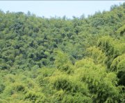 竹子的特點(diǎn)有哪些？